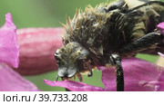Жук Восковик перевязанный (Trichius fasciatus) семейства Scarabaeidae на пурпурном цветке. Макросъемка. Стоковое видео, видеограф Mixail59 / Фотобанк Лори