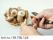 man cuts off the legs of a shiitake. organic mushrooms in a basket and on a white background with an antique cutting knife. lentinula edible, Japanese forest mushroom. Стоковое фото, фотограф Оксана Медведева / Фотобанк Лори