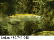 Platinum arowana (Osteoglossum bicirrhosum) most expensive fish in the world. Fish in the aquarium. Fish underwater. Стоковое фото, фотограф Ирина Вершинская / Фотобанк Лори