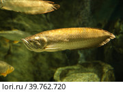 Platinum arowana (Osteoglossum bicirrhosum) most expensive fish in the world. Fish in the aquarium. Fish underwater. Стоковое фото, фотограф Ирина Вершинская / Фотобанк Лори