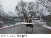 Собака посередине дороги, село Великая Топаль Брянская область (2023 год). Редакционное фото, фотограф Дмитрий Неумоин / Фотобанк Лори