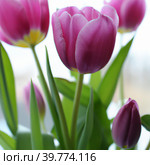 tulip Tulipa, bulbous herbs in the lily family Liliaceae. Tulips, garden flowers, cultivars and varieties have been developed. Flowers delicate pink purple. Beautiful buds. Landscaping, flowerbed. Стоковое фото, фотограф Юлия Петровская / Фотобанк Лори