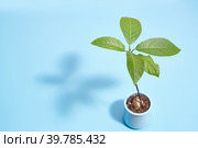 Avocado sprout on a blue background with a place for dough. Стоковое фото, фотограф Кутина Татьяна / Фотобанк Лори