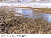 spring streams from snow melting in spring flow eroding soft soils and causing soil erosion. Стоковое фото, фотограф Дмитрий Коростылев / Фотобанк Лори