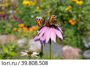 Две бабочки крапивницы (лат. Aglais urticae) на цветке эхинацеи пурпурной (лат. Echinacea purpurea) в саду. Стоковое фото, фотограф Елена Коромыслова / Фотобанк Лори