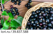 Close-up view on black currant berries in a wicker basket on a wooden background. Garden harvest of organic vitamin berries. Top view, mock up, flat lay. Стоковое видео, видеограф Виктория Катьянова / Фотобанк Лори