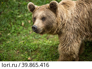 Brown bear (Ursus arctos) Стоковое фото, фотограф Viktor Cap / PantherMedia / Фотобанк Лори