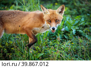 Red fox in its natural habitat - wildlife shot. Стоковое фото, фотограф Viktor Cap / PantherMedia / Фотобанк Лори