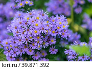 Flowers Symphyotrichum novi-belgii purple color. Стоковое фото, фотограф Виктория Кольцова / Фотобанк Лори