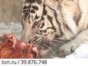 Siberian tiger eating. Стоковое фото, фотограф Сергей Буторин / Фотобанк Лори