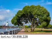 Vyborg, picturesque willow on the embankment of the Big Bucket Bay (2019 год). Стоковое фото, фотограф Ольга Остроухова / Фотобанк Лори