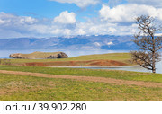 Baikal Lake in May. View from Olkhon Island to peninsula and island Kharantsy with grazing cows on green meadow at sunny day. Snow-covered mountains of Primorsky Range are visible beyond Small Sea. Стоковое фото, фотограф Виктория Катьянова / Фотобанк Лори