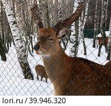 Пятнистый олень в уличном вольере, самец (Cervus nippon) Стоковое фото, фотограф Щеголева Ольга / Фотобанк Лори