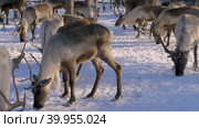 Западная Сибирь, стадо северных оленей в загоне. Western Siberia, a herd of reindeer in the corral. Стоковое видео, видеограф Евгений Романов / Фотобанк Лори