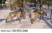 Западная Сибирь, стадо северных оленей в загоне. Western Siberia, a herd of reindeer in the corral. Стоковое видео, видеограф Евгений Романов / Фотобанк Лори