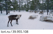 Западная Сибирь, стадо северных оленей в загоне. Western Siberia, a herd of reindeer in the corral. Стоковое видео, видеограф Евгений Романов / Фотобанк Лори