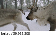 Западная Сибирь, стадо северных оленей в загоне. Western Siberia, a herd of reindeer in the corral. Стоковое видео, видеограф Евгений Романов / Фотобанк Лори