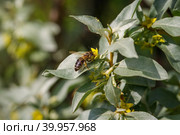 Silverberry, rabbitberry, elaeagnus commutata background. Bee on a yellow flower Silverberry. Silver leaves Silverberry closeup. Garden ornamental shrub. Tree with edible fruits. Стоковое фото, фотограф Марина Багрова / Фотобанк Лори