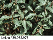 Silverberry, rabbitberry, elaeagnus commutata background. Silver leaves Silverberry close up. Garden ornamental shrub. Tree with edible fruits. Стоковое фото, фотограф Марина Багрова / Фотобанк Лори