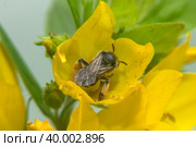 Черная оса в желтом цветке  вербейник точечный (Lysimachia punctata) Стоковое фото, фотограф Pukhov K / Фотобанк Лори