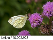 Бабочка Капустница или белянка капустная (Pieris brassicae) на цветке лопуха. Стоковое фото, фотограф Pukhov K / Фотобанк Лори