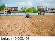 Трактор вспахивает поле, и птицы слетелись на пашню (2019 год). Редакционное фото, фотограф Pukhov K / Фотобанк Лори