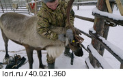 Западная Сибирь, оленевод ханты запрягает северных оленей в нарты. Western Siberia, reindeer herder of the Khanty people harnesses reindeer in sledge. Стоковое видео, видеограф Евгений Романов / Фотобанк Лори