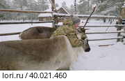 Западная Сибирь, оленевод ханты запрягает северных оленей в нарты. Western Siberia, reindeer herder of the Khanty people harnesses reindeer in sledge. Стоковое видео, видеограф Евгений Романов / Фотобанк Лори