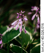 Beautiful purple flowers hosta, funkia on a green blurred background close-up. Decorative garden plant with large green leaves with white stripes. Purple macro flower. Стоковое фото, фотограф Марина Багрова / Фотобанк Лори