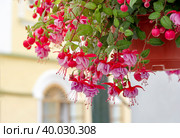 Розовая фуксия в горшке.(lat. Fuchsia) Оформление улиц. Стоковое фото, фотограф Светлана Качанова / Фотобанк Лори