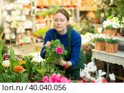 Woman seller holding ranunculus asiatica in flower shop. Стоковое фото, фотограф Яков Филимонов / Фотобанк Лори