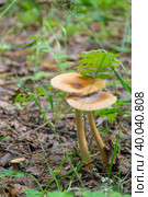 Несъедобные грибы выросли в лесу в теплое время года. Inedible mushrooms grew in the forest during the warm season. Стоковое фото, фотограф Мария / Фотобанк Лори