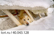 Западная Сибирь, собака под нартами в загоне для северных оленей. Western Siberia, a dog under a sled in a reindeer pen. Стоковое фото, фотограф Евгений Романов / Фотобанк Лори
