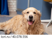 Portrait of a dog, Golden Retriever at home.Portrait of a happy dog. Стоковое фото, фотограф Александр Поташев / Фотобанк Лори