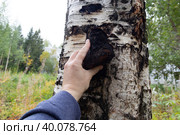 Chaga.Birch chaga.Mushroom on a birch tree.Useful plants. Стоковое фото, фотограф Александр Поташев / Фотобанк Лори