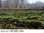 Проросшее зерно нового урожая. Стоковое фото, фотограф Анатолий Матвейчук / Фотобанк Лори