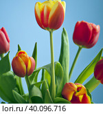tulip Tulipa, bulbous herbs in the lily family Liliaceae. Tulips, garden flowers, cultivars and varieties have been developed. Flowers delicate pink yellow. Beautiful buds. Landscaping, flowerbed. Стоковое фото, фотограф Юлия Петровская / Фотобанк Лори