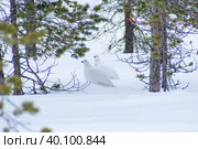 Белые куропатки (лат. Lagopus lagopus) на снегу. Стоковое фото, фотограф Анна Аникова / Фотобанк Лори