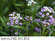 Sweet Allysum in bloom, colorful flowers on a summer day. Стоковое фото, фотограф EugeneSergeev / Фотобанк Лори