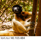 Portrait of the crowned sifaka aka Propithecus coronatus at Lemurs park, Antananarivo, Madagascar. Стоковое фото, фотограф Сергей Майоров / Фотобанк Лори