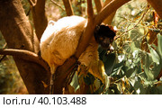 Portrait of the crowned sifaka aka Propithecus coronatus at Lemurs park, Antananarivo, Madagascar. Стоковое фото, фотограф Сергей Майоров / Фотобанк Лори