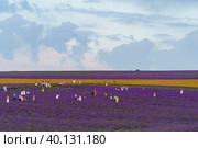 Пейзаж с лавандовым полем и фотографирующимися людьми. Тургеневка, Крым (2021 год). Редакционное фото, фотограф Виктория Кольцова / Фотобанк Лори
