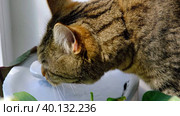 A cat drinks water from a pet fountain in close-up. Nutrition and water balance of pets, automatic drinker. Стоковое видео, видеограф Ольга Симонова / Фотобанк Лори