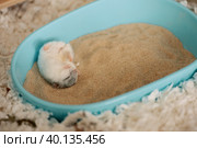 Hamster lying on back on sand in bathtub and cleaning fur. Стоковое фото, фотограф Ира Орлова / Фотобанк Лори