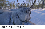 Западная Сибирь, оленеводы ханты везут северных оленей на нартах. Western Siberia, reindeer herders of the Khanty people carry reindeer on sleds. Стоковое видео, видеограф Евгений Романов / Фотобанк Лори