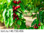 Image of a cherry cluster on a branch. Стоковое фото, фотограф Яков Филимонов / Фотобанк Лори