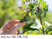 Sick twisted leaves of fruit trees with a colony of black aphids discovered by a gardener. Стоковое фото, фотограф Коханова Наталья / Фотобанк Лори