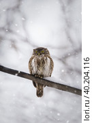 Owl in winter forest on stump. Pygmy small bird via snowfall. Small owl in natural habitat. Glaucidium passerinum. Стоковое фото, фотограф Корнеев Вячеслав / Фотобанк Лори