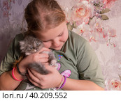 Девочка держит на руках маленького любимого домашнего котенка породы турецкая ангора. The girl is holding a little beloved pet kitten of the Turkish Angora breed in her arms. Стоковое фото, фотограф Мария / Фотобанк Лори
