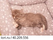 Маленький серый домашний котенок породы турецкая ангора. A small gray domestic kitten of the Turkish Angora breed. Стоковое фото, фотограф Мария / Фотобанк Лори